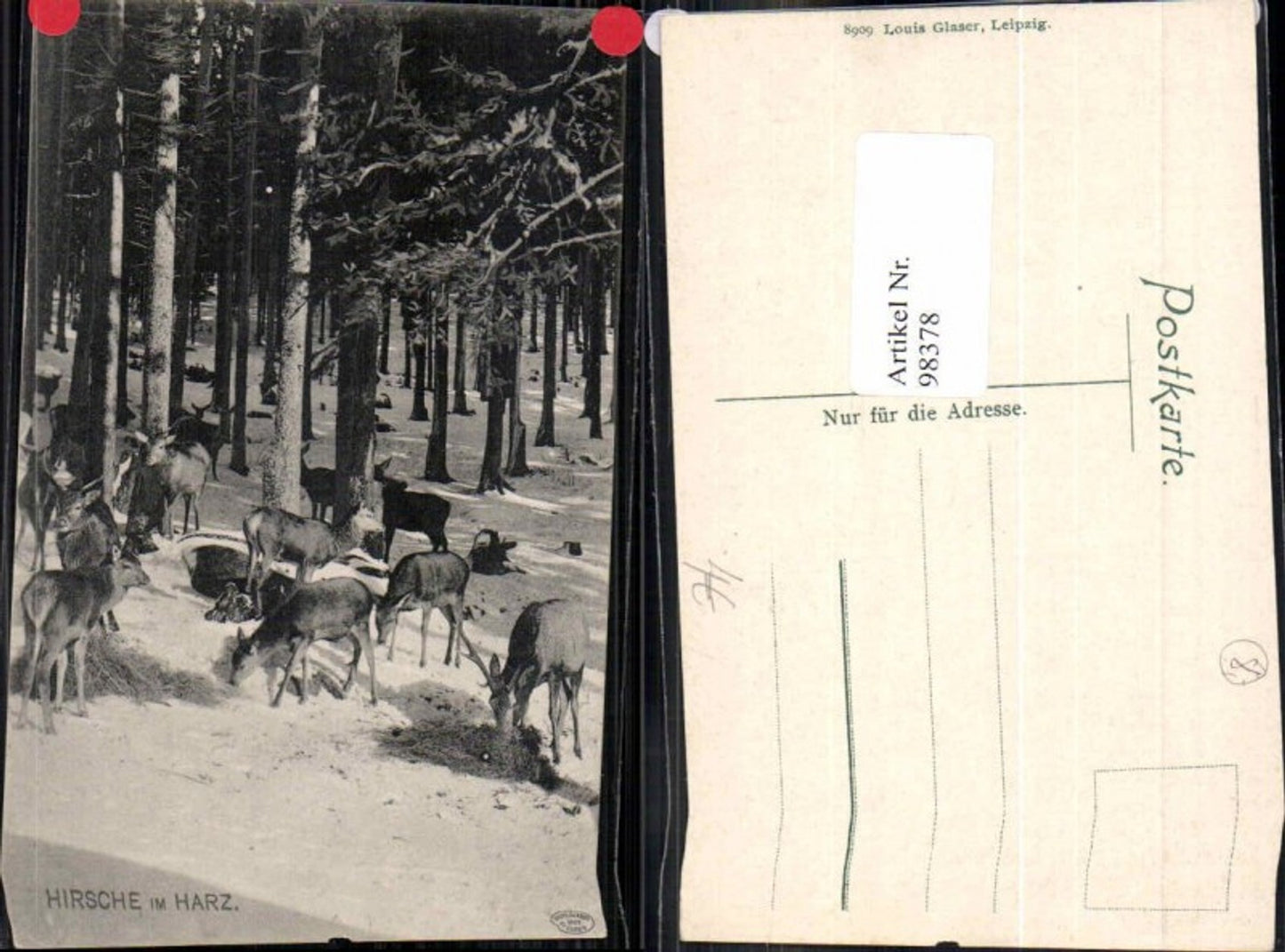 98378, Deer in the Harz Mountains (Wildlife)