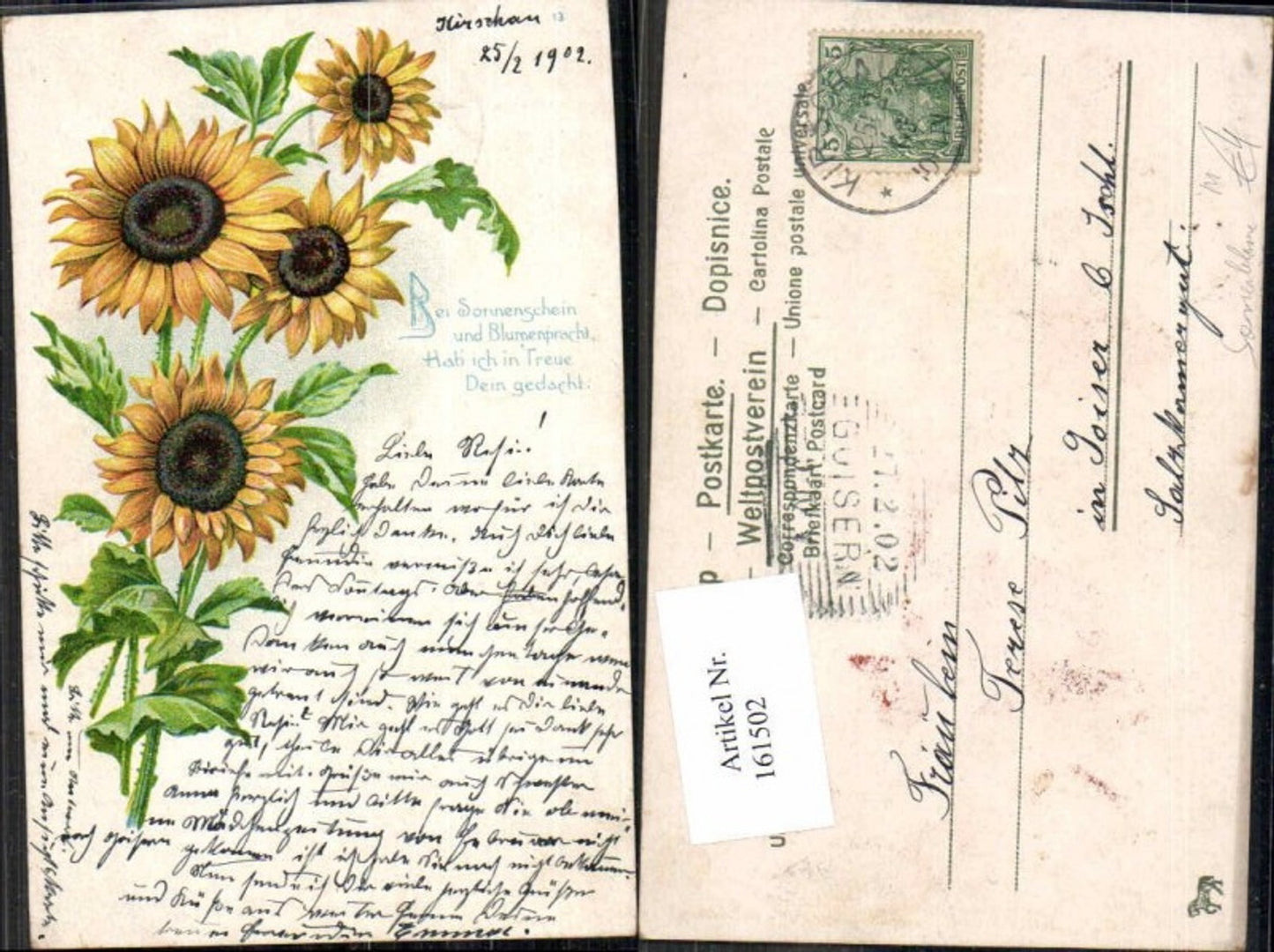 161502,Litho 1902 Kirschau Sonnenblumen Blumen