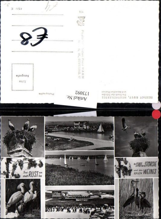173092, Freistadt Rust Neusiedlersee Storks Stork Multi-image postcard 