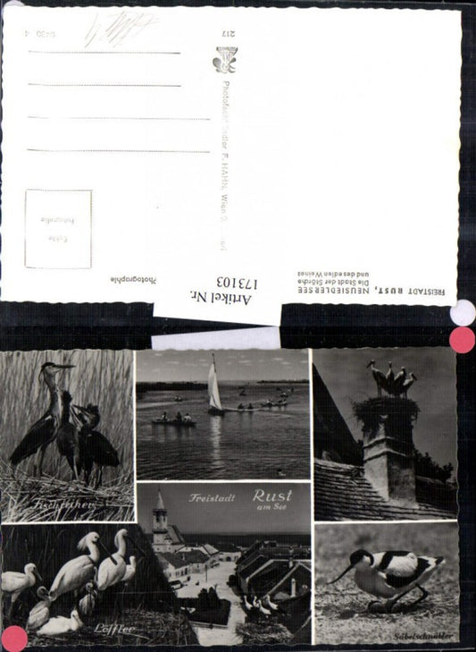 173103, Freistadt Rust, town view, Neusiedlersee, storks, stork 