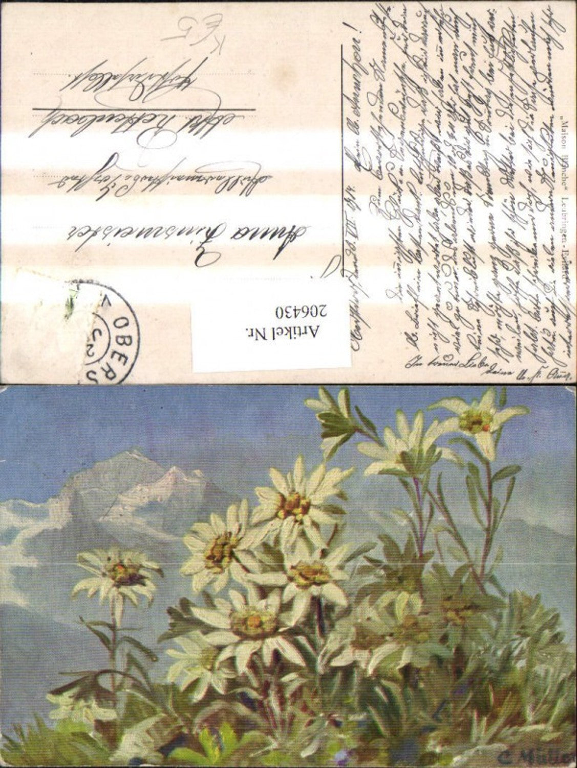 206430,Künstler AK C. Müller Edelweiß Blumen