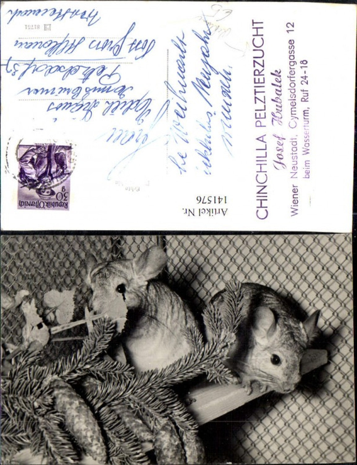 141576, Advertisement Chinchilla Fur Farm Josef Hubalek Wiener Neustadt