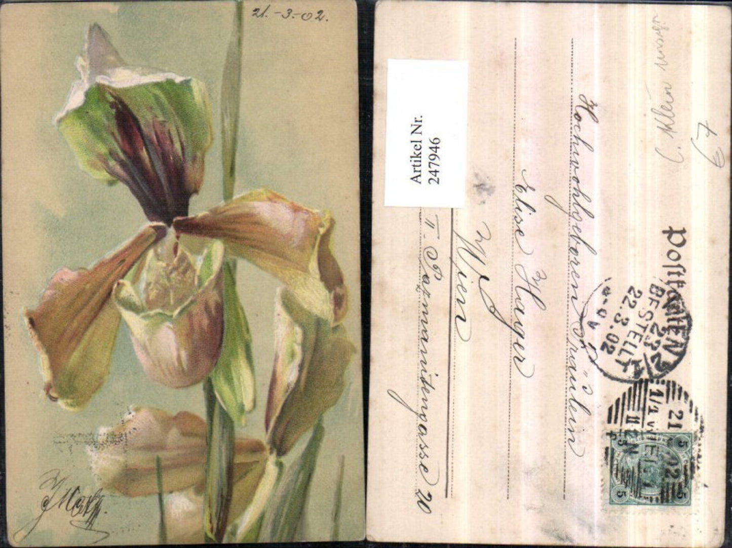 247946, Artist AK Klein Catharina Blume Orchid Art
