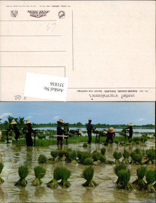 351836, Thailand Nakorn-Chaisri Uproot rice seedings Rice field ethnic groups