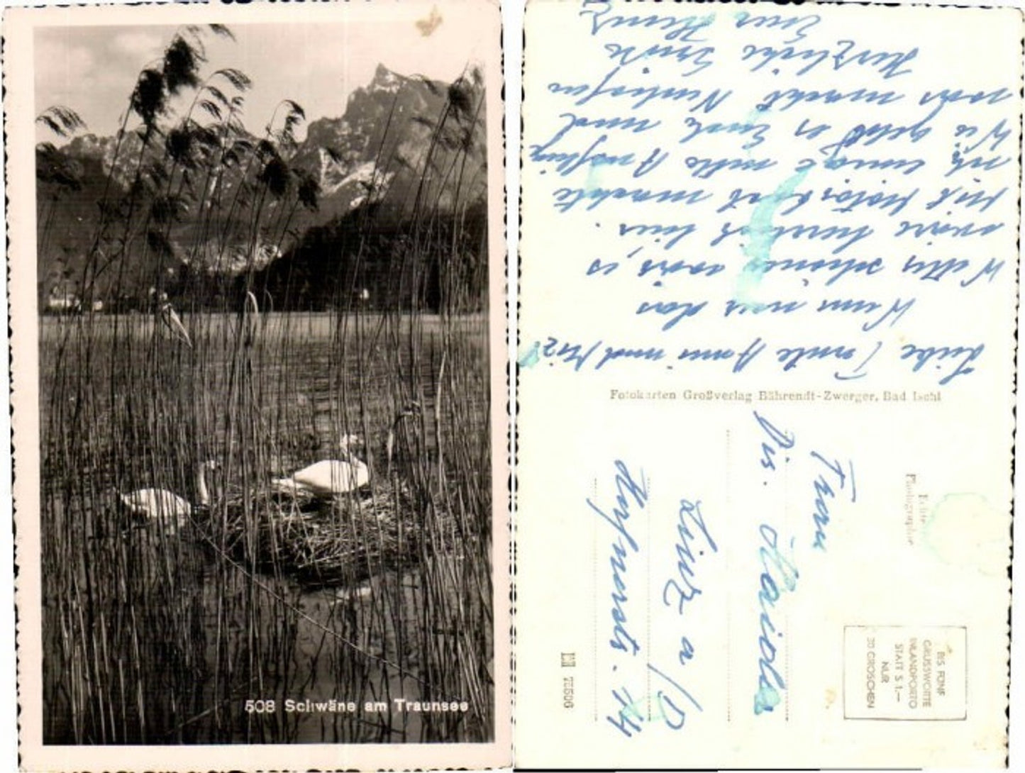 65974, Swans on Lake Traunsee near Ebensee