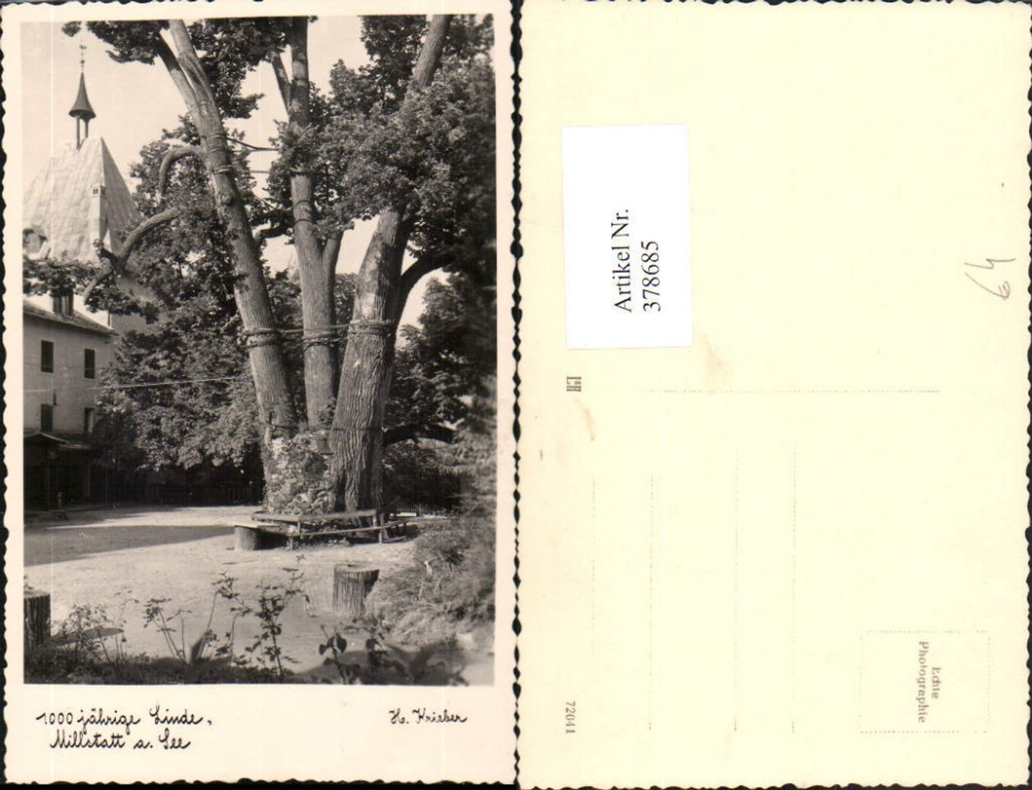 378685, Millstatt am See 1000-year-old linden tree