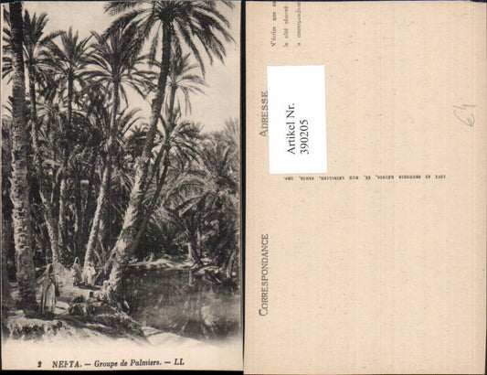 390205,Tunisia Nefta Groupe de Palmiers palm trees