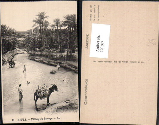 390207,Tunisia Nefta L'Etang du Barrage Folk types Nomads Donkeys Palm trees