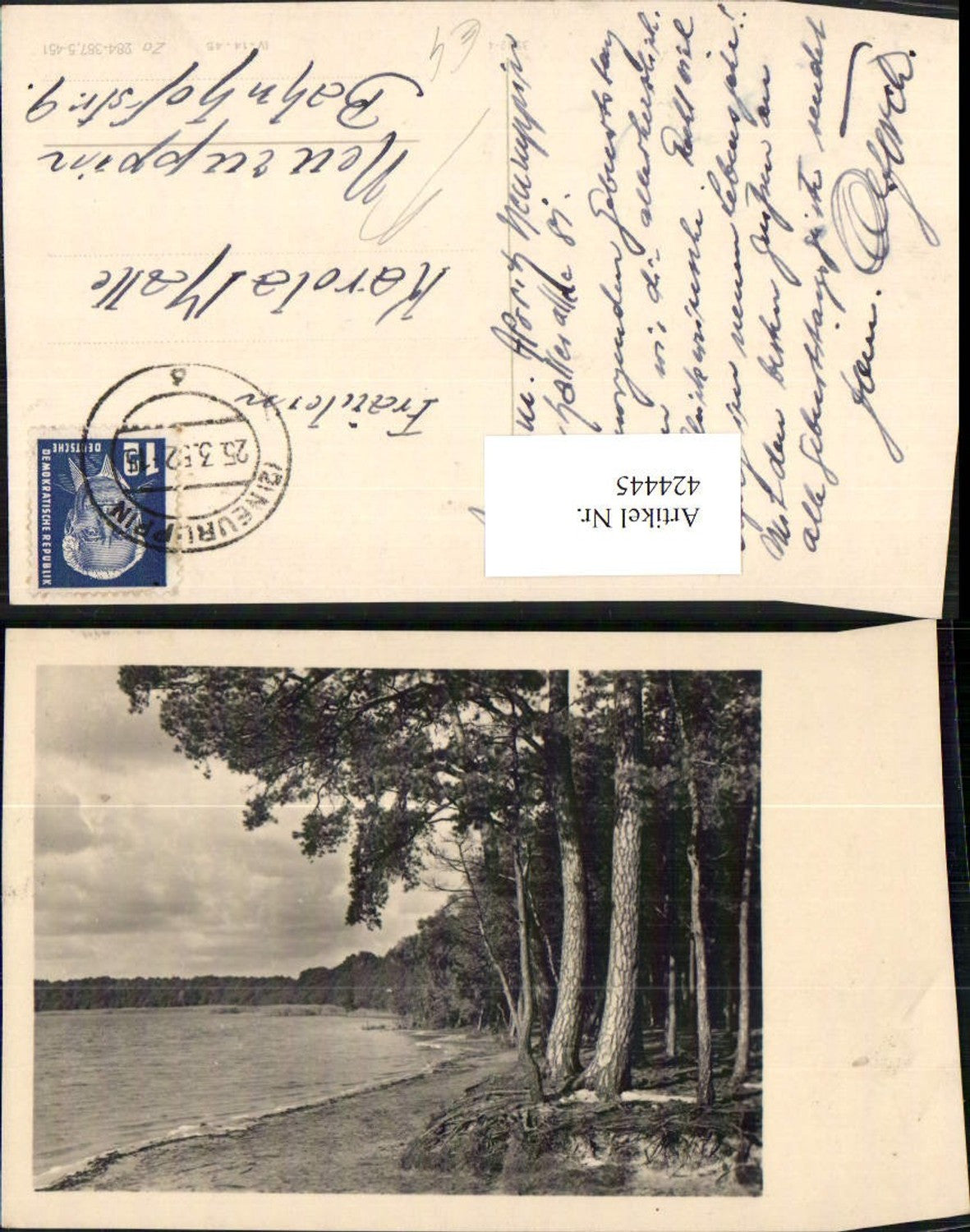 424445, Neuruppin Lake Forest Area