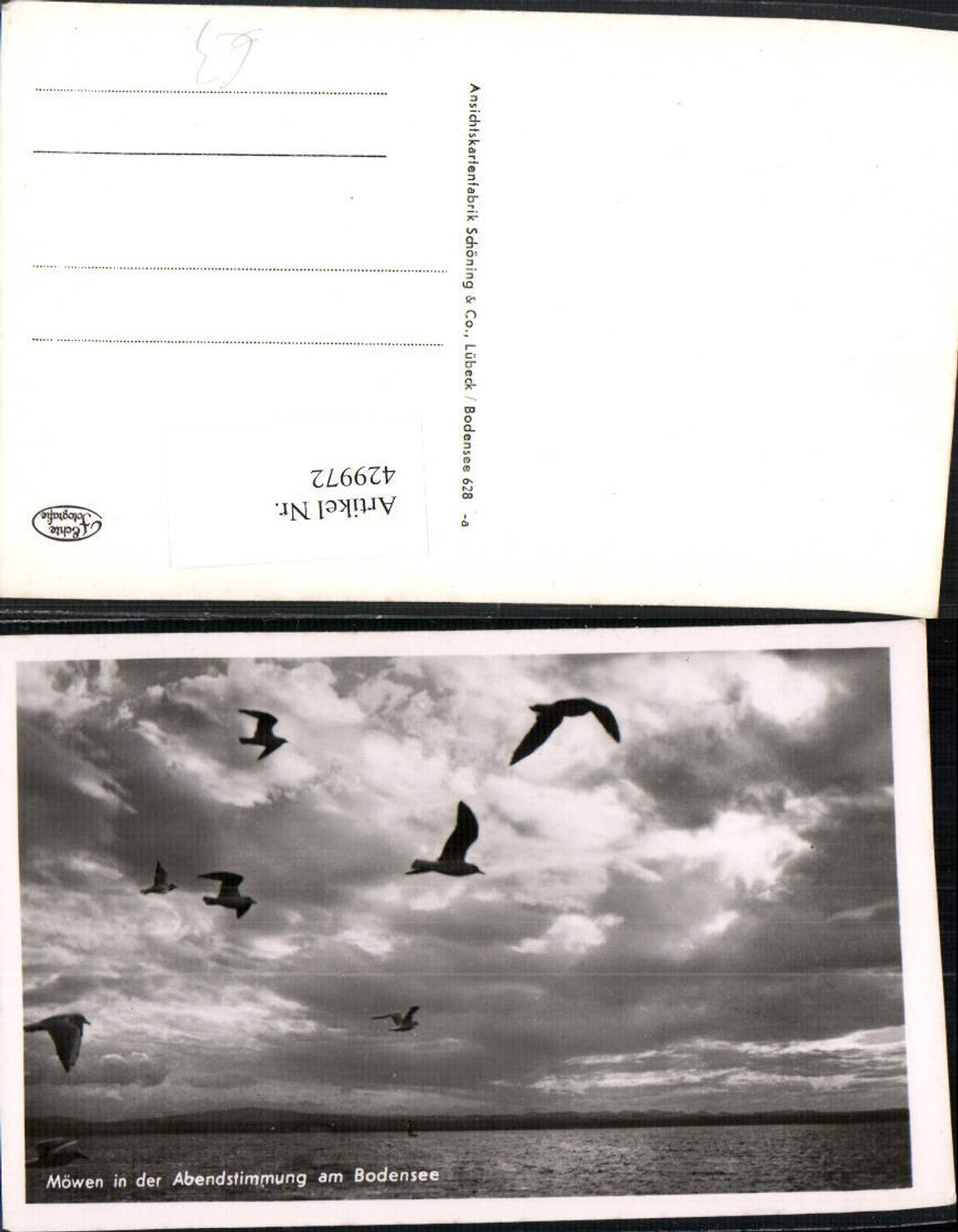 429972, Seagulls in the evening atmosphere on Lake Constance