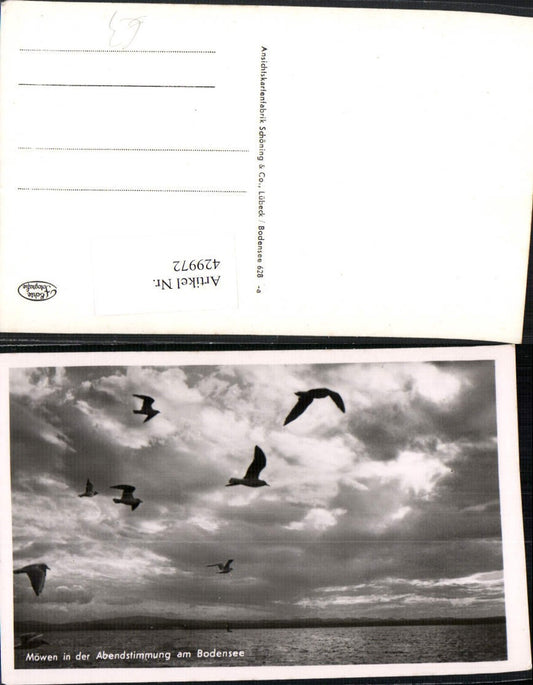 429972, Seagulls in the evening atmosphere on Lake Constance