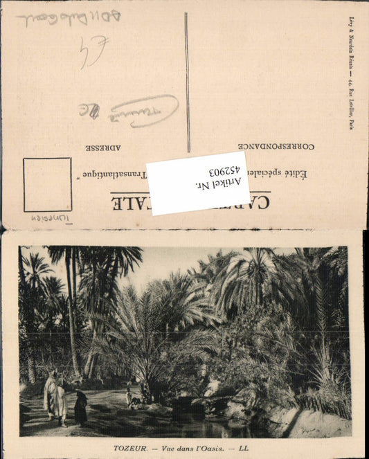 452903,Tunisia Tozeur Vue dans l'Oasis Oasis palm trees