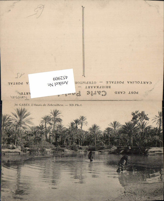 452909,Tunisia Gabes L'Oasis de Teboulbou oasis palm trees