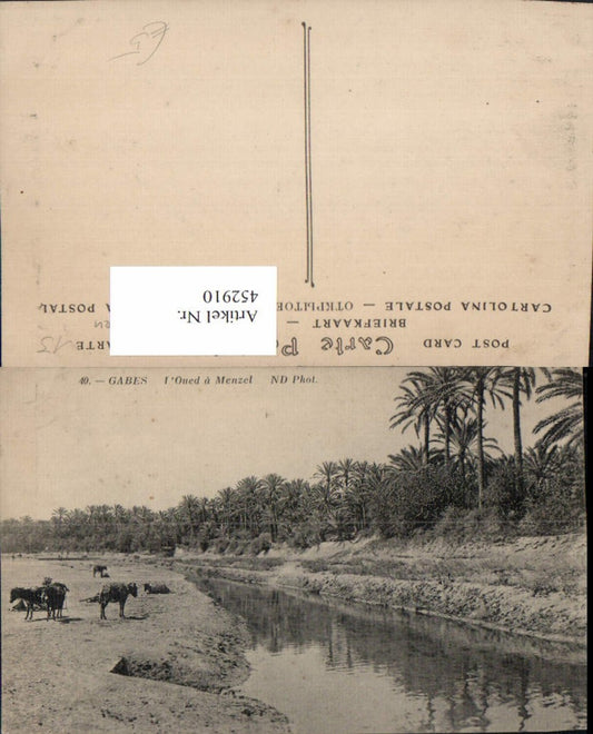 452910,Tunisia Gabes L'Oued a Menzel Palmen River