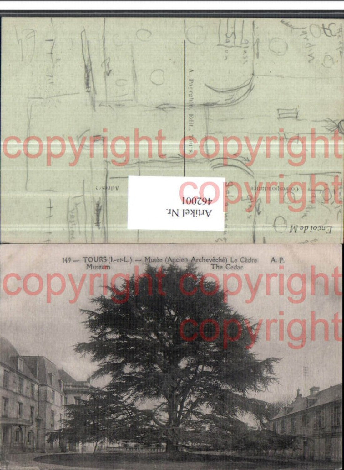 462001,Centre Indre-et-Loire Tours Musee Le Cedre Baum