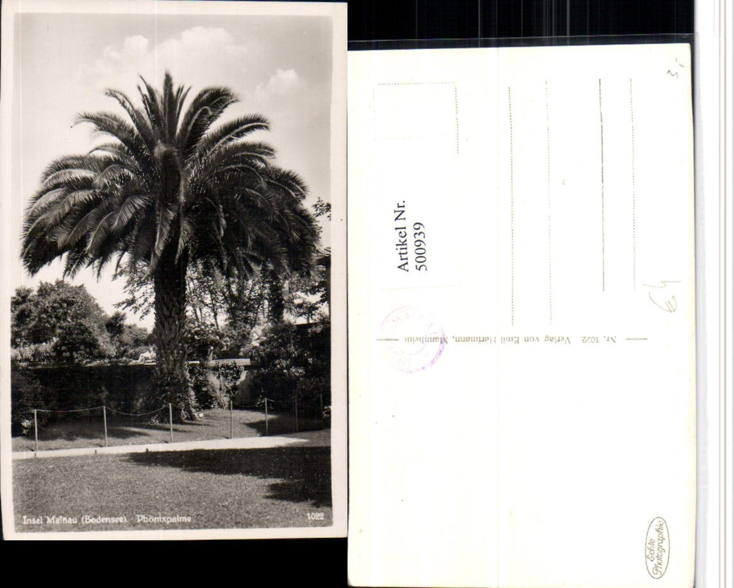 500939, Mainau Island in Lake Constance near Constance, Phoenix palm tree
