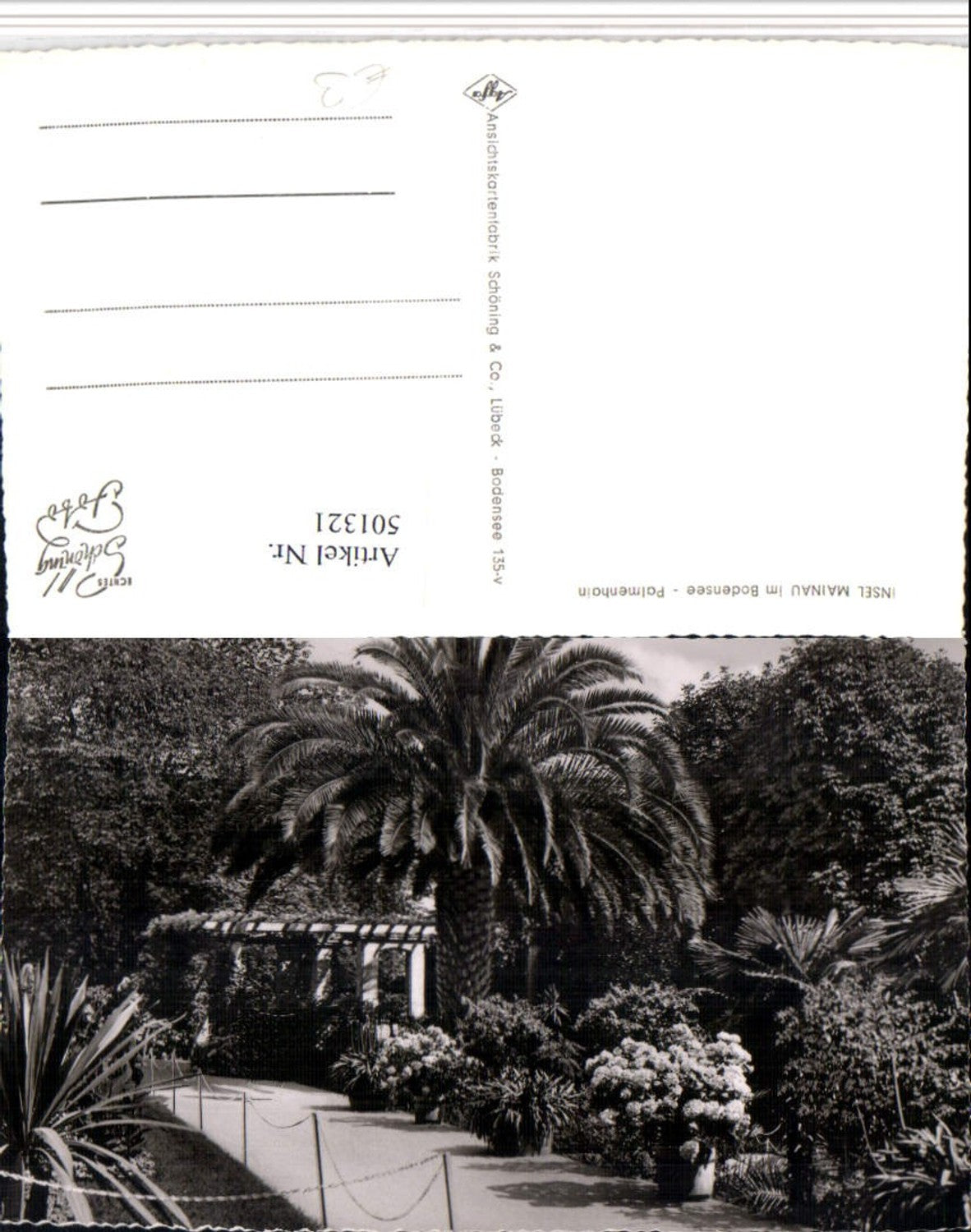 501321, Mainau Island in Lake Constance near Constance, Palm Grove