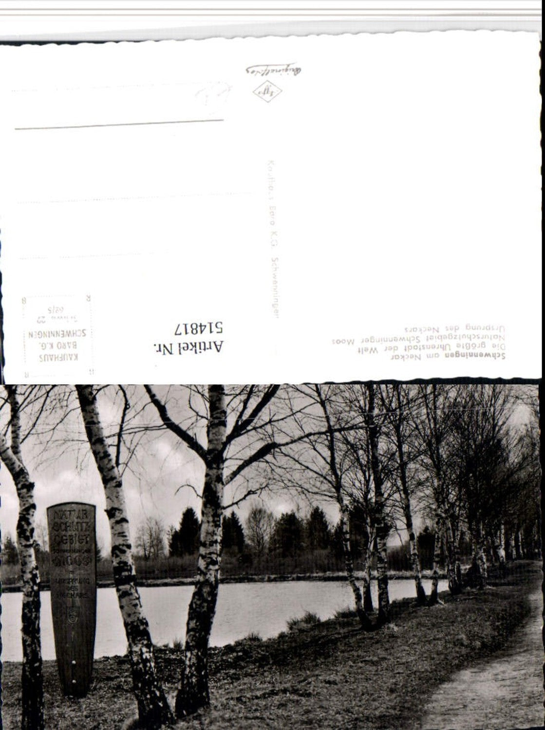 514817, Schwenningen am Neckar Schwenninger Moos Birch trees