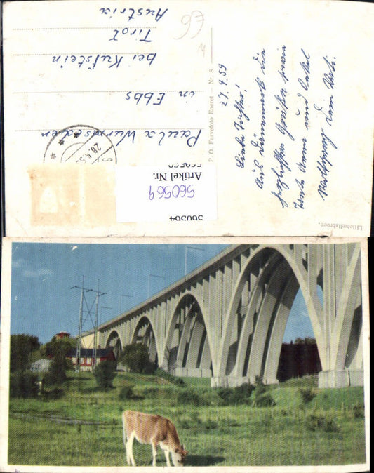 560569,Denmark Middelfart Lillebaeltsbroen Bridge Cow Calf Beef