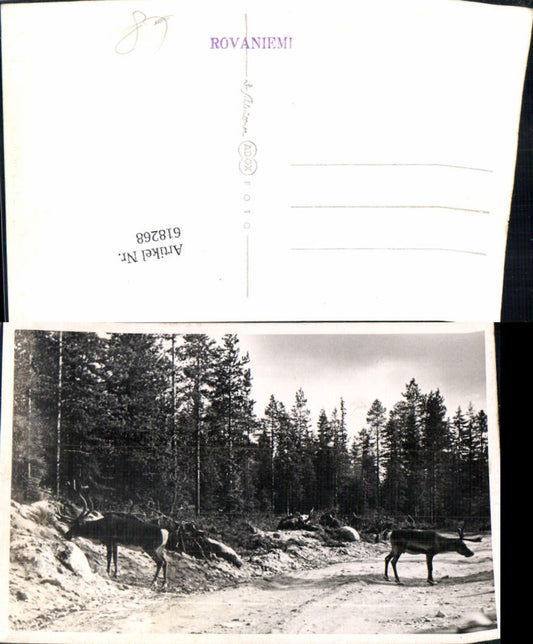 618268,Photo Ak Rovaniemi Reindeer Finland