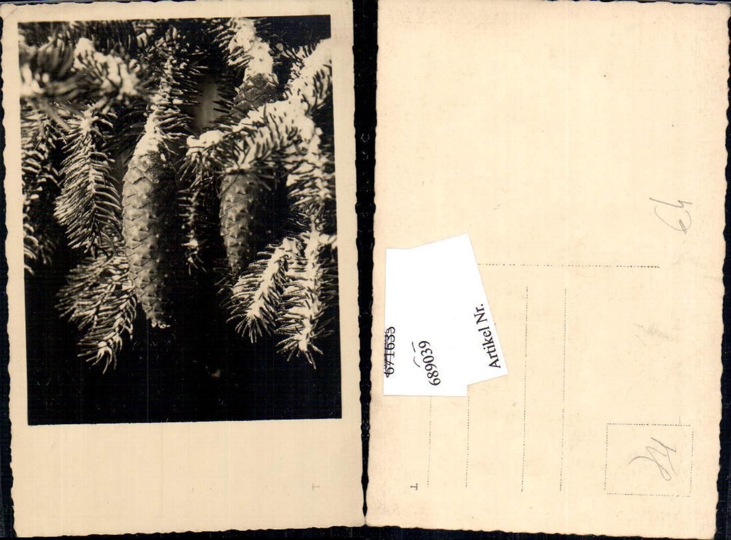 689039 Christmas pine cone fir branch